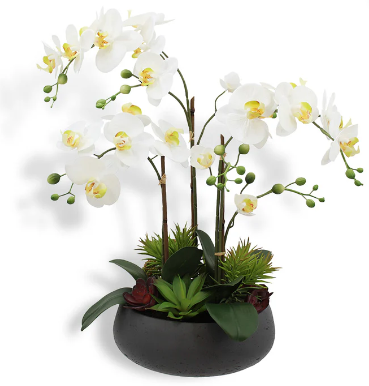 Orchid Arrangement