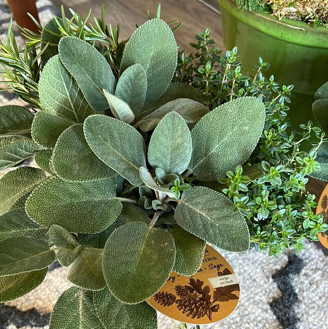 Herb arrangement