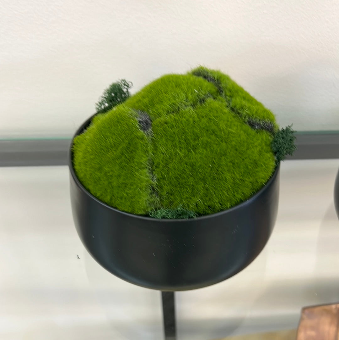 Black Bowl Moss
