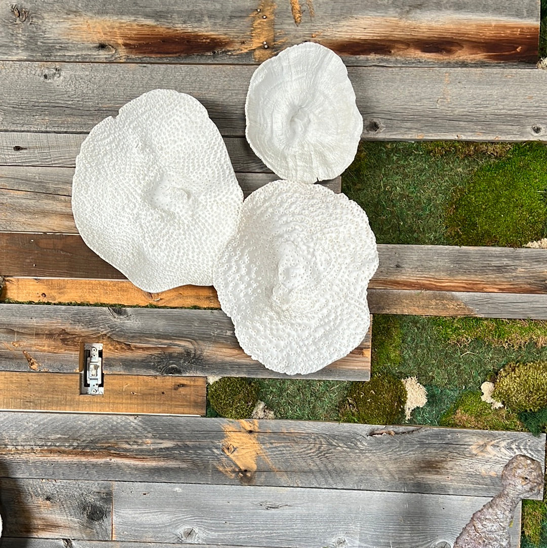 Coral wall art medium