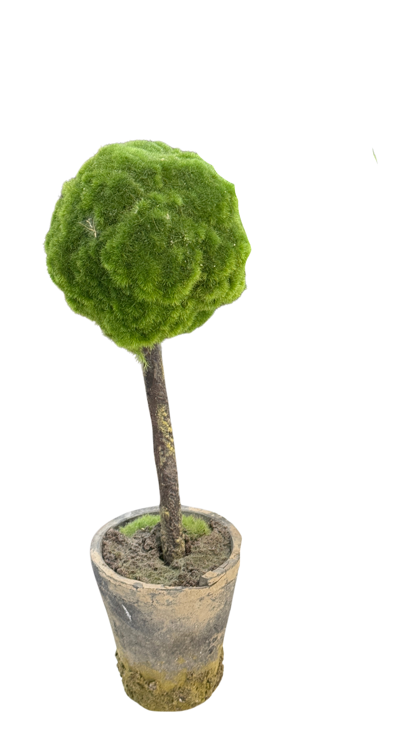 Moss Branch Tree