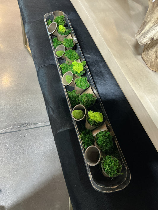 Moss plant design