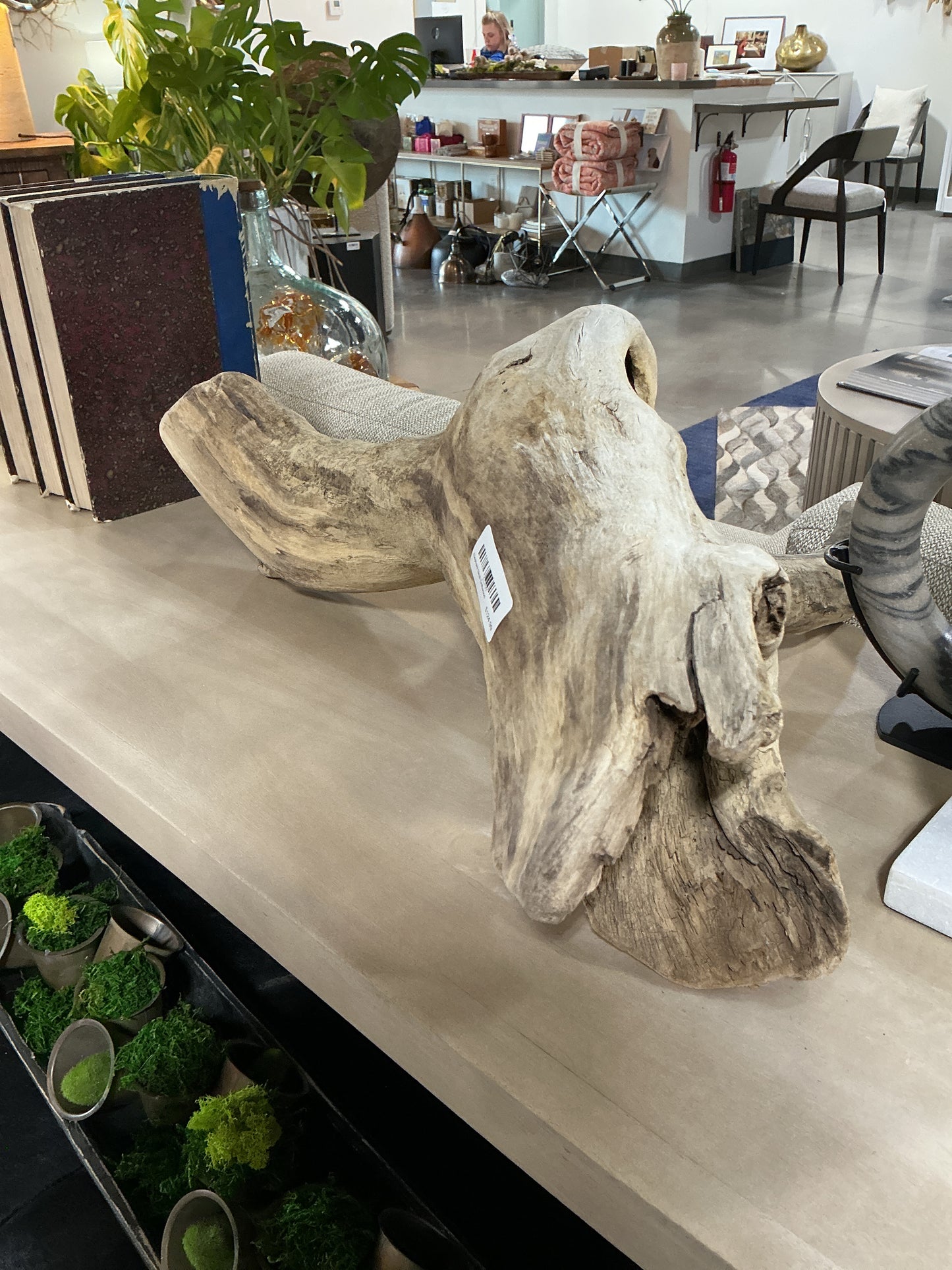 Elephant Skull driftwood