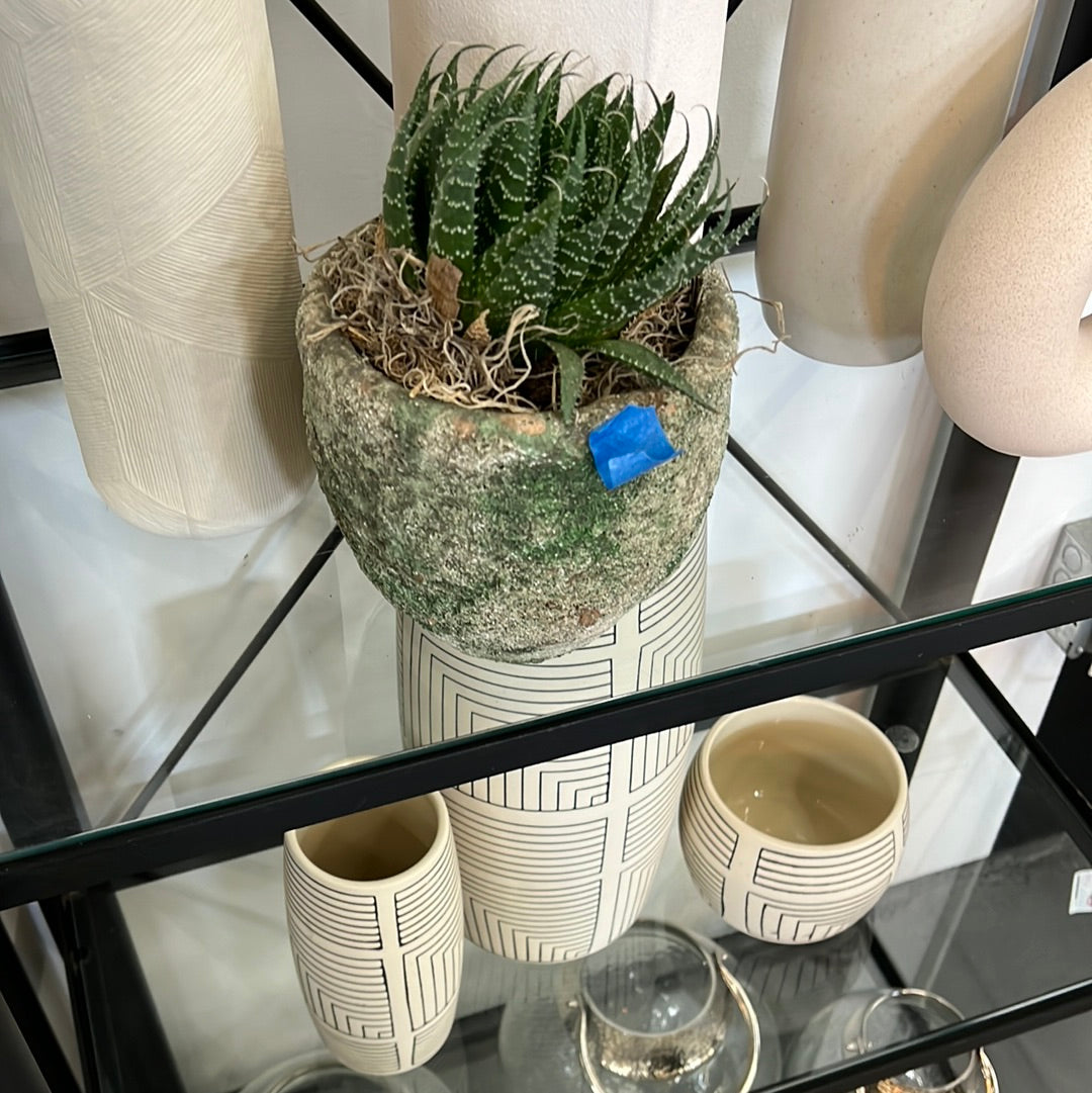 Succulent in rustic vase