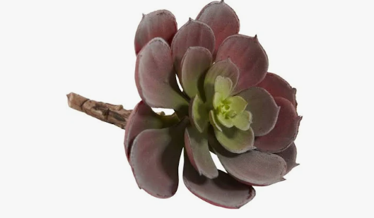 Faux Succulents