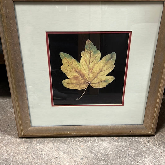Leaf in gold frame