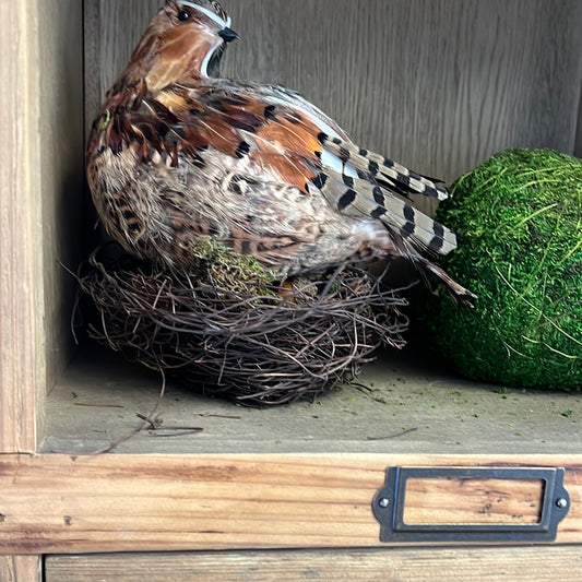 Bird