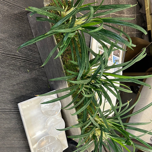 Arrangement 3