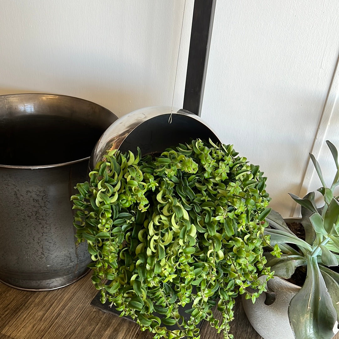 Hanging ball planter