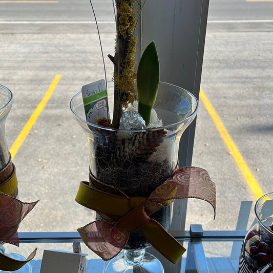 Amaryllis glass arrangement