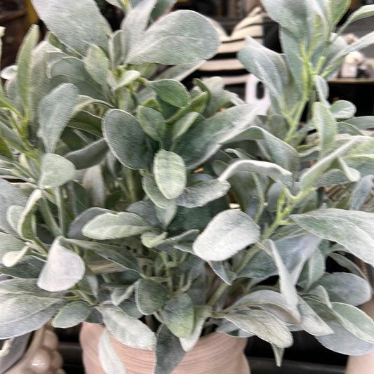 Lambs Ear Bundle