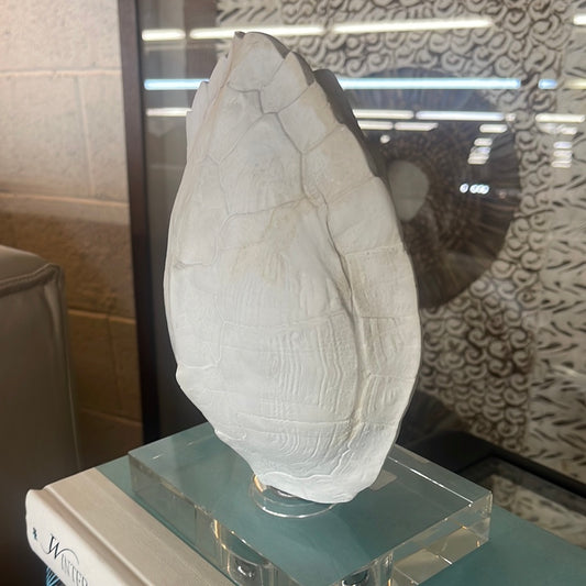 Turtle shell