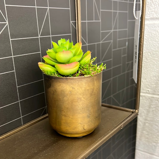 Small Succulent