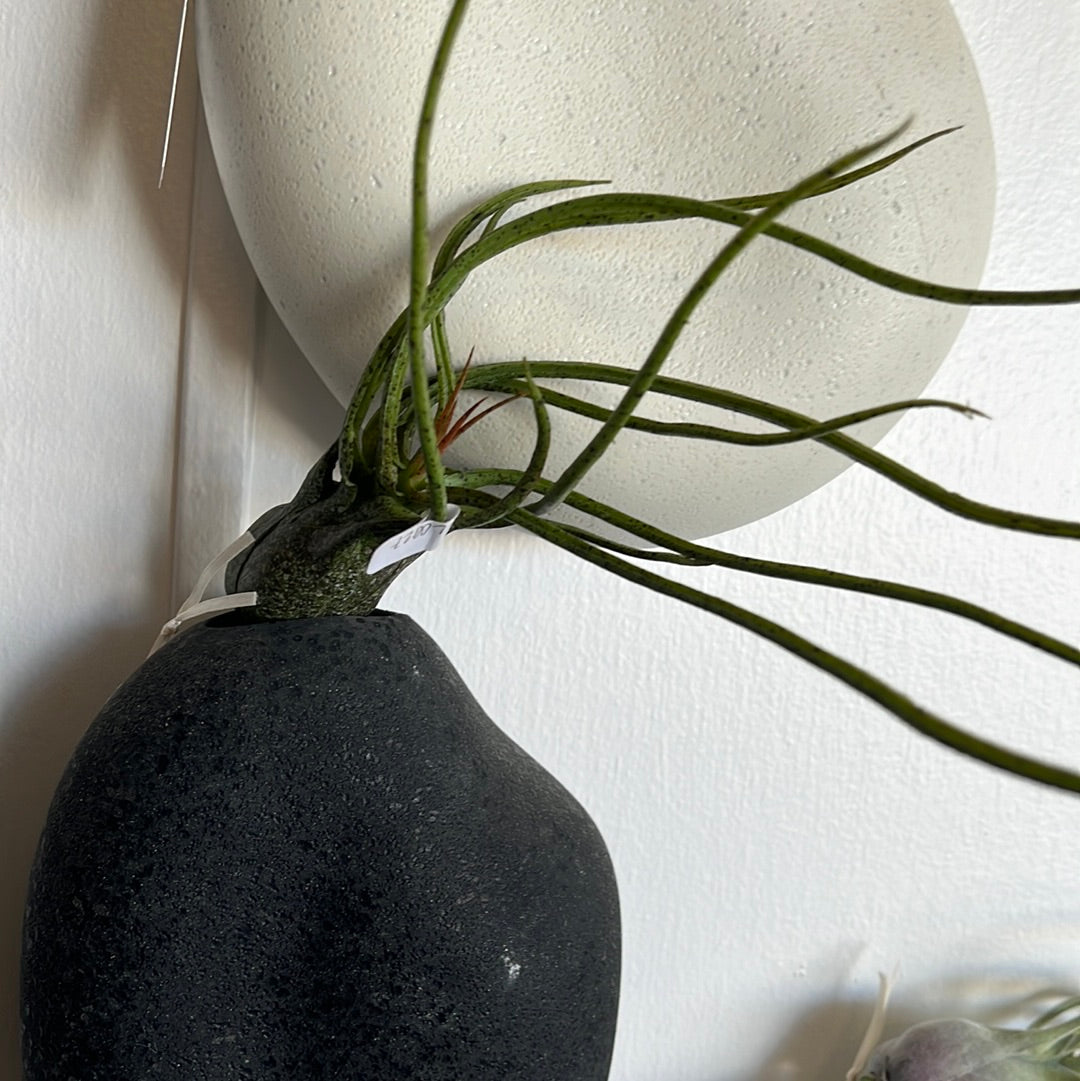 Faux Air Plant – Incredible Dwellings